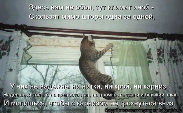 Животные и смешные моменты