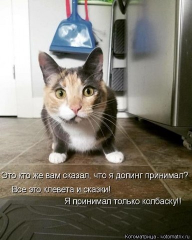 Смешные картинки с животными