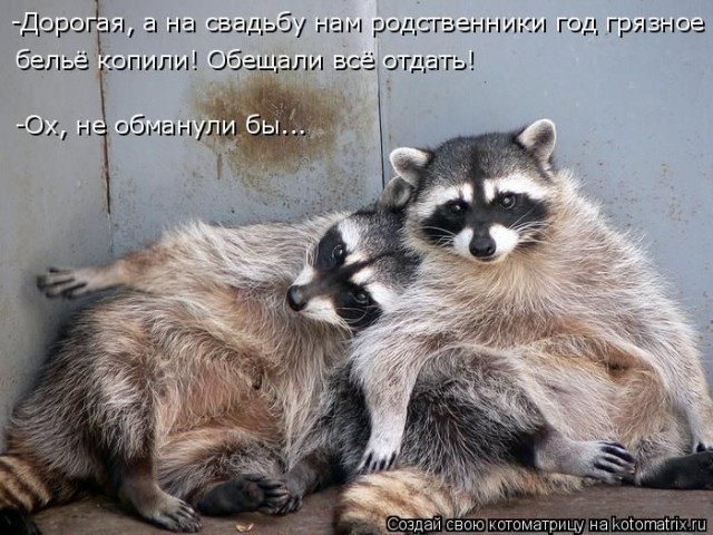 Смешные картинки с животными