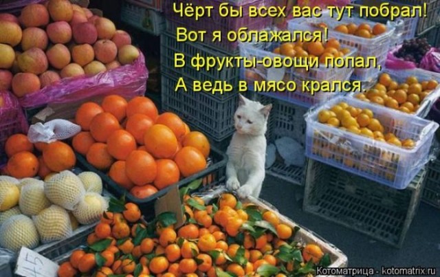 Смешные картинки с животными