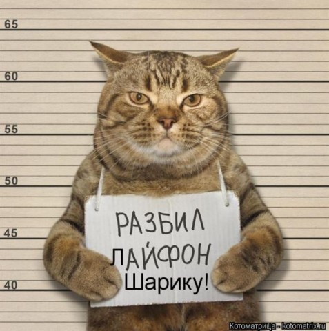 Смешные картинки с животными