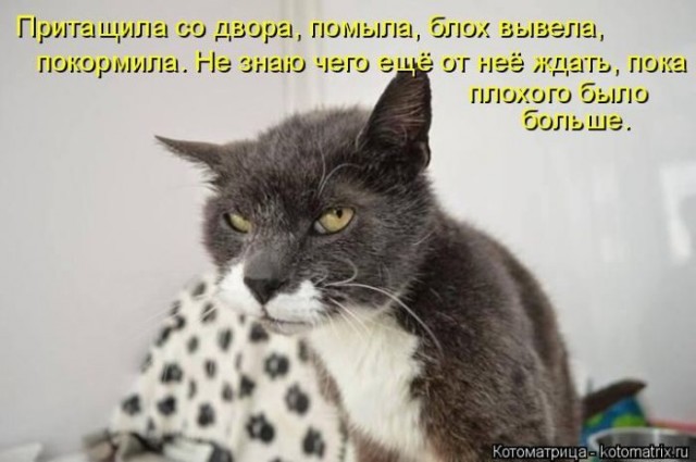 Смешные картинки с животными