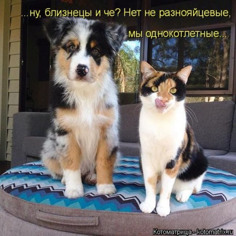 Смешные картинки с животными
