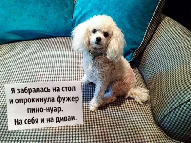 Смешные картинки с животными