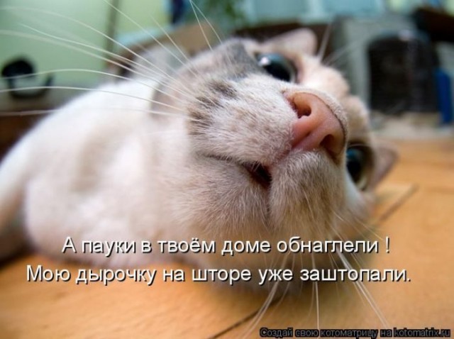 Смешные картинки с животными