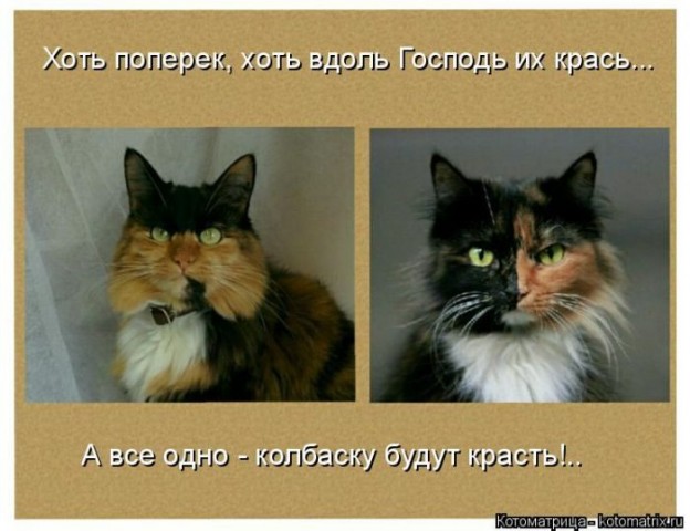 Смешные картинки с животными