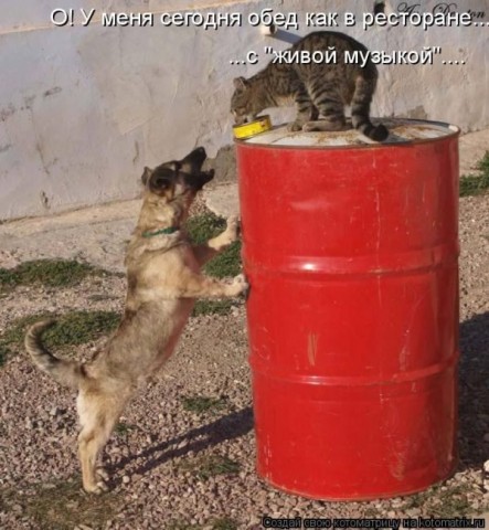 Смешные картинки с животными