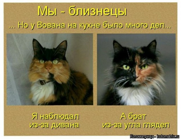 Смешные картинки с животными