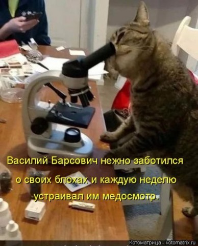Смешные картинки с животными