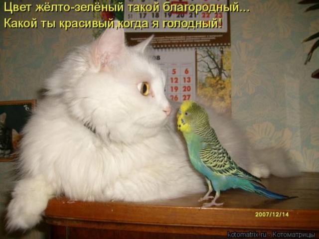Смешные картинки с животными