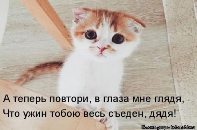 Смешные картинки с животными