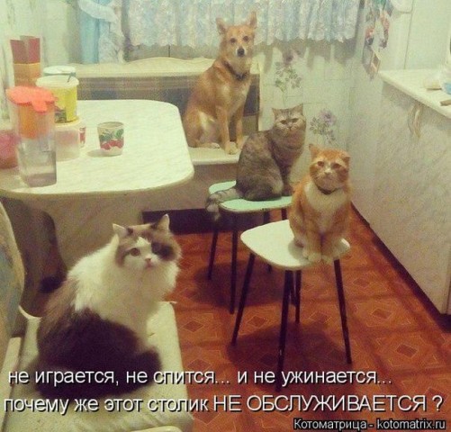 Смешные картинки с животными