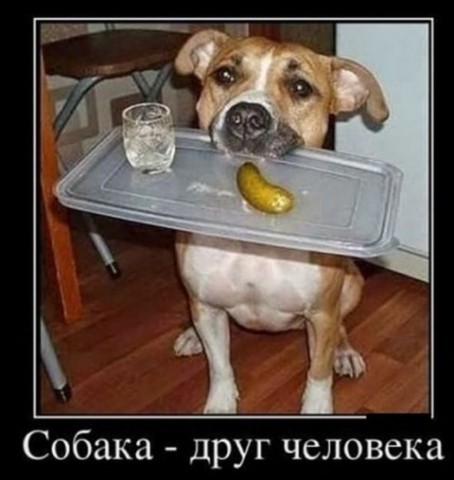 Смешные картинки с надписями