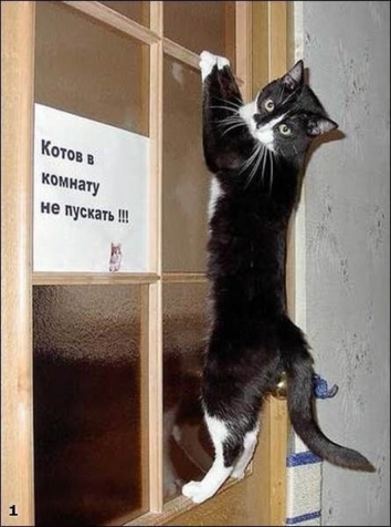 Коты, кошки, собачки