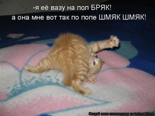 Котоматрица . Юмор (из интернета)