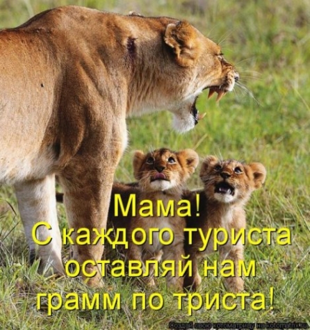 Котоматрица . Юмор (из интернета)