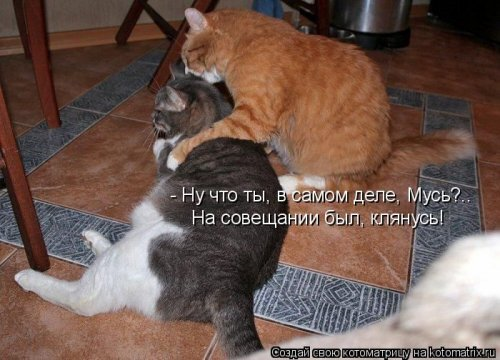 Котоматрица . Юмор (из интернета)