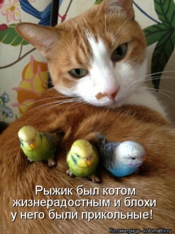 Очередная порция юмора