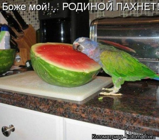 Очередная порция юмора