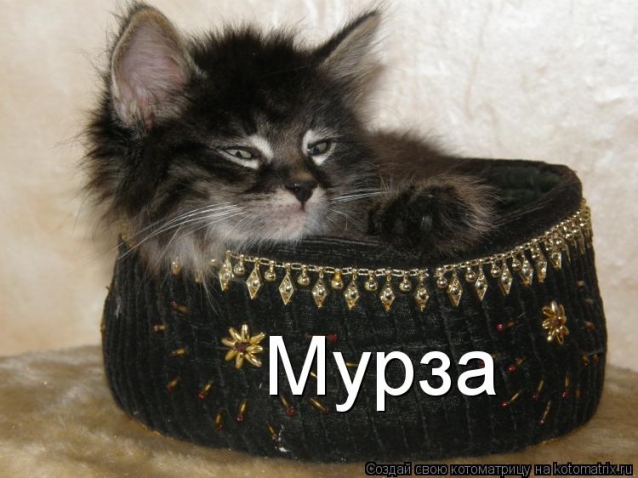 Юмор+котоматрица
