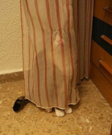 Юмор+котоматрица