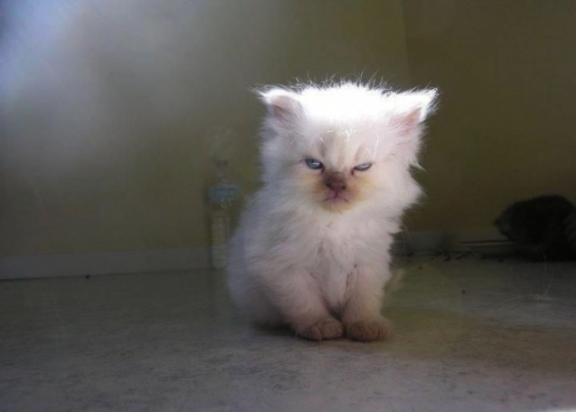 Юмор+котоматрица