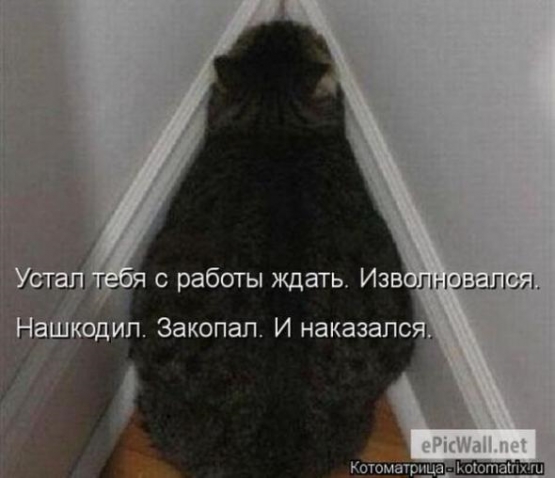 Юмор+котоматрица