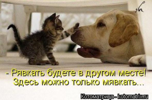 Юмор+котоматрица