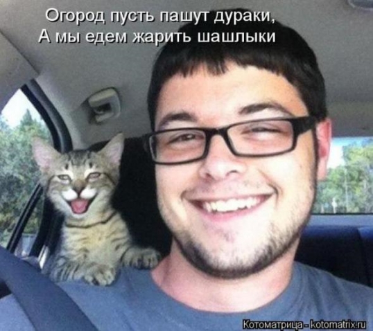 Юмор+котоматрица