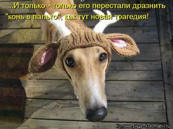 Юмор+котоматрица