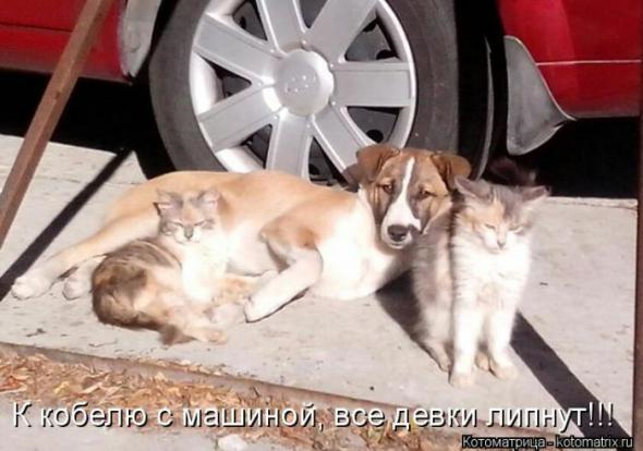 Юмор+котоматрица