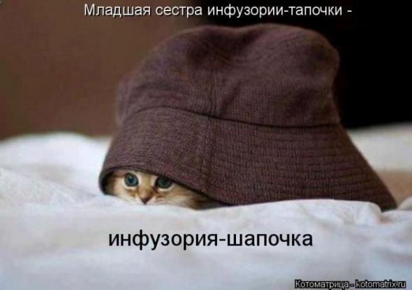 Юмор+котоматрица