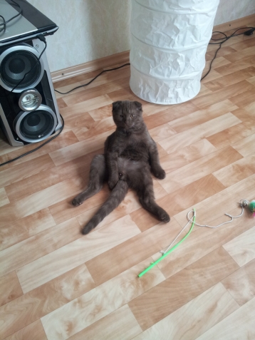 Очередная котоматрица