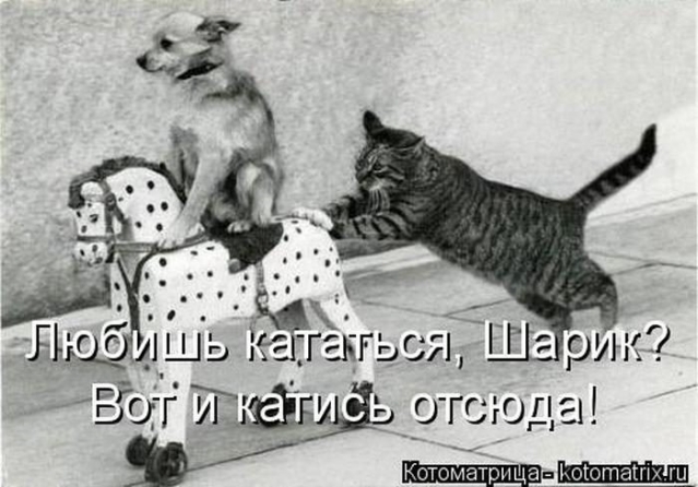 Очередная котоматрица