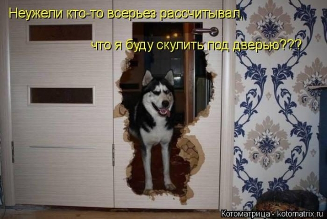 Очередная котоматрица
