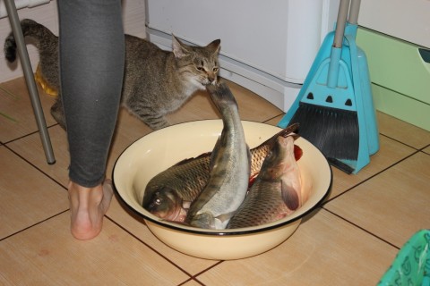 Котоматрица - хвостатые воришки