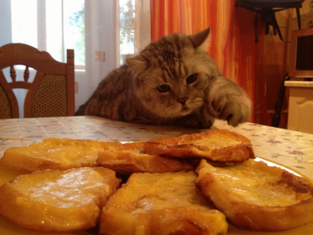 Котоматрица - хвостатые воришки