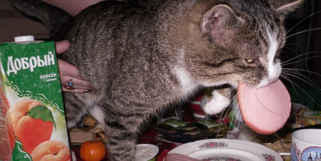 Котоматрица - хвостатые воришки