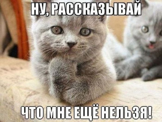 Юмор и котоматрица