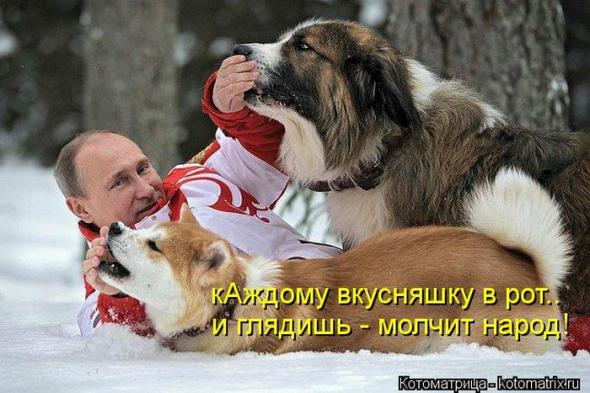 Очередная котоматрица+другое зверье