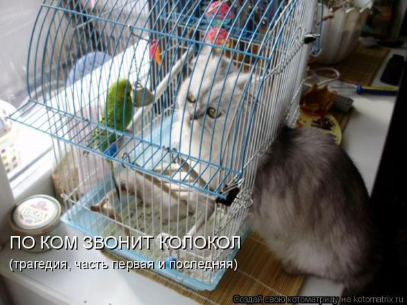 Очередная котоматрица+другое зверье