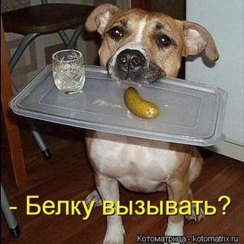 Очередная котоматрица+другое зверье