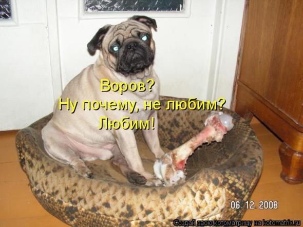 Очередная котоматрица+другое зверье