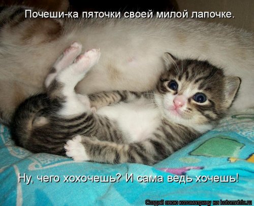 Очередная котоматрица