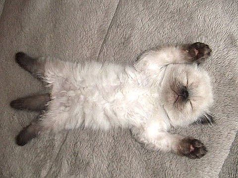 Очередная котоматрица