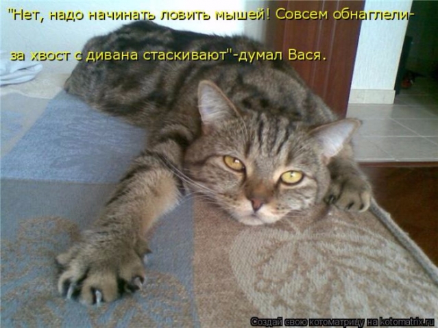 Очередная котоматрица