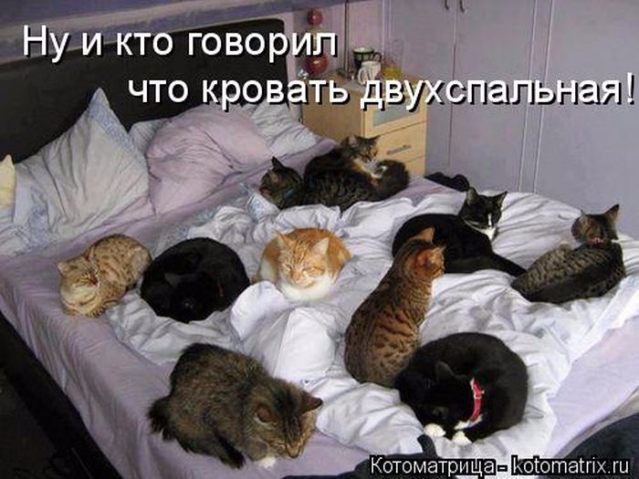 Очередная котоматрица