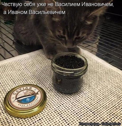 Очередная котоматрица