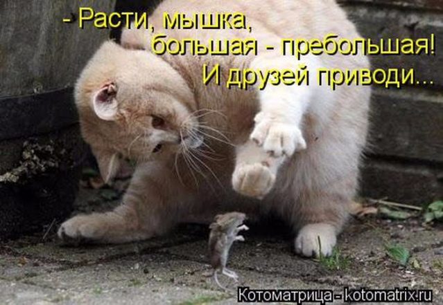 Очередная котоматрица