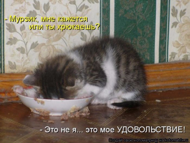 Очередная котоматрица